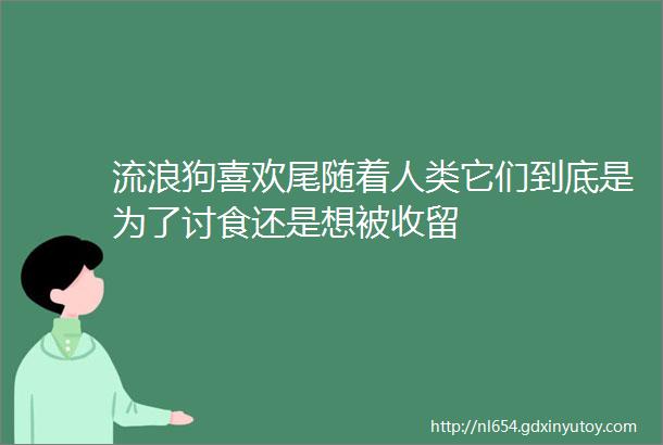 流浪狗喜欢尾随着人类它们到底是为了讨食还是想被收留